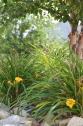 day lilies bring life to this low maintenance garden