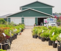 Bushes and ShrubsBrowse a wide variety of shrubs, bushes and trees at our nursery.