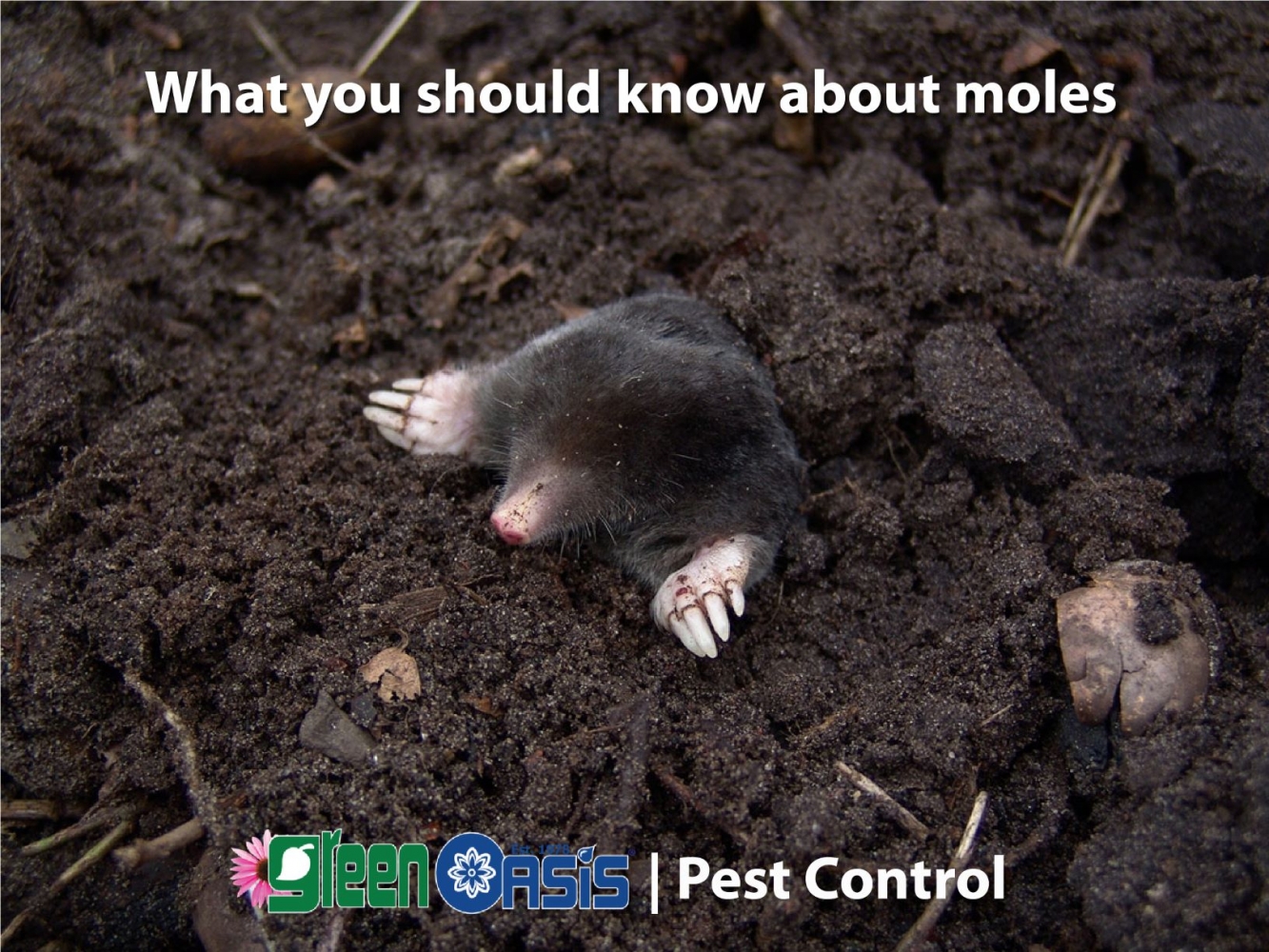 what-you-should-know-about-moles-resized.jpg?1619035434